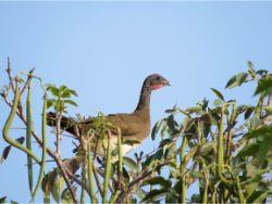 White-bellied Chachalaca